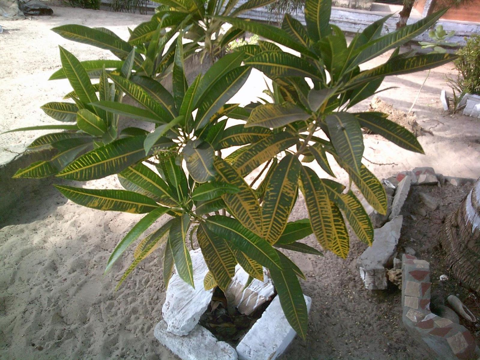 Mangrove Beach Sanyang 外观 照片